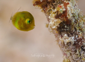 A very small 2mm Juvenile Diamond Filefish.  Olympus E-M1... by Jan Morton 